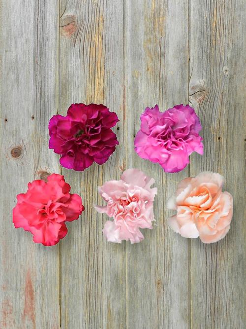 Wholesale Mother`S Day 2023 Assorted Mini Carnations Delivered Online
